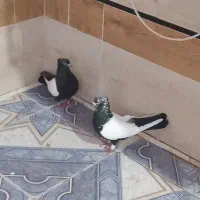 کبوتر سینه سیاه