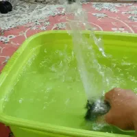 پمپ آبنما|ماهی|همدان, |دیوار