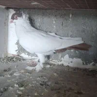 کبوتر فروشی