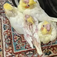 جوجه سرلاکی لوتینو|پرنده|پرند, فاز ۵|دیوار