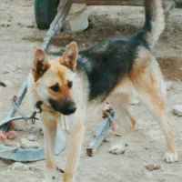 سگ ژرمن ماده