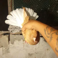 کبوتر رنگی