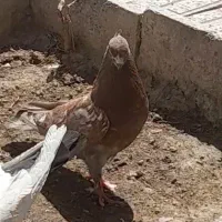 کبوتر گم شده