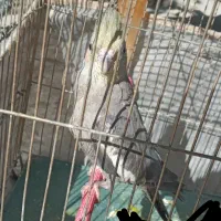 عروس هلندی زیبا و جوان