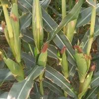 ۶۰تن ذرت علوفه سیلو شده دانه دار بیضا