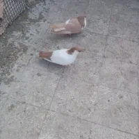 صد نر یک کنار دم دارد1200