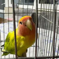 فرش  طوطی برزیلی