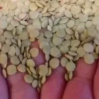 عدس تازه