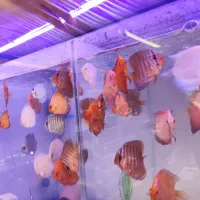 دیسکس حدود دو نیم سه اینچ پوزه خرگوشی|ماهی|مشهد, فاطمیه|دیوار