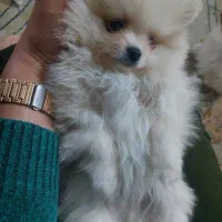 پامرین  بسیار بسیار باکیفیت