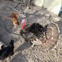 خروس و بوقلمون و تخم مرغ