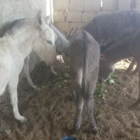 5 عدد کره الاغ (کره خر)|حیوانات مزرعه|خمینیشهر, |دیوار