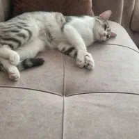 واگذاری گربه یک ساله ماده