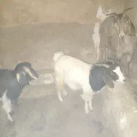 بزدورگ پاکستانی