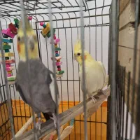 عروس هلندی مولد|پرنده|رباطکریم, رباطکریم|دیوار