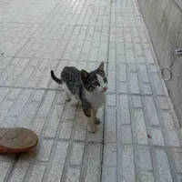 گربه خونگی