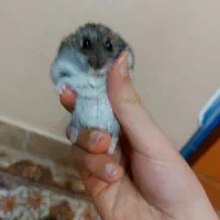 همستر کمپل نر