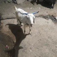 بز جوان|حیوانات مزرعه|پاکدشت, پاکدشت (مامازند)|دیوار