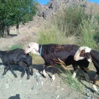 قوچ افشاری|حیوانات مزرعه|آزادشهر, |دیوار