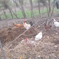 خروس بزرگ سالم وسر حال