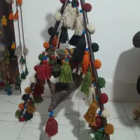 مشک وملار سنتی