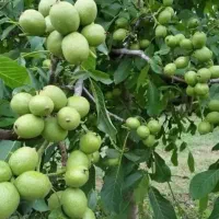 فروش نهال صنوبر نیگرا ترکیه ونهال گردو پر بارده