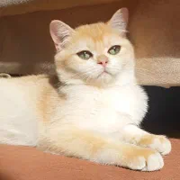 بریتیش گلد NY12 چهار ماهه(عکس واقعی)