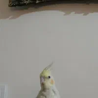 عروس هلندی مولد دستی