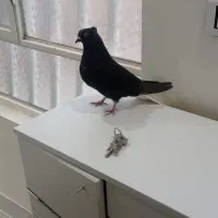 دمسفیدماده عتیقه تضمین. تخم دم قفل زیررو بسته