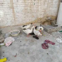 غاز خانگی|حیوانات مزرعه|آبادان, |دیوار