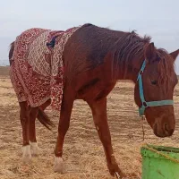 فروشی|اسب و تجهیزات اسب‌سواری|تایباد, |دیوار