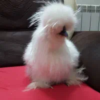 جوجه مرغ خروس ابریشمی سلطان حراج ۳۵۰