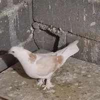 کفتر کبوتر  معاوضه|پرنده|صباشهر, |دیوار