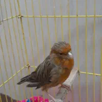 قناری ماده اماده|پرنده|کارون, |دیوار