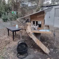 نژاد پامر جیبی و پامر معمولی|سگ|کرج, اسلامآباد|دیوار