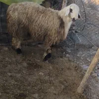 قوچ|حیوانات مزرعه|فیروزآباد (فارس), |دیوار