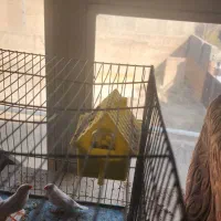 یک جفت فنج مولد با جوجه