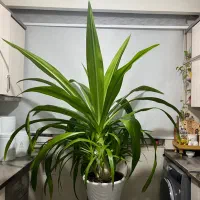 گل طبیعی|گل و گیاه طبیعی|تهران, افسریه شمالی|دیوار