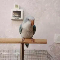 راهب گرینچیک عروس هلندی خورشیدی ملنگو طوطی پرنده