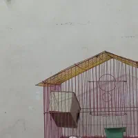 عروس گلباقالی نر|پرنده|گلپایگان, |دیوار