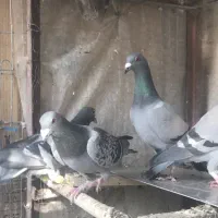 ۷عدد نر پرشی درجه ۱