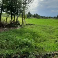 فروش زمین ۴۵۰ متری در کوچصفهان مناسب بناسوئیسی|فروش زمین و ملک کلنگی|رشت, بازار|دیوار