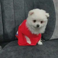 سگ کوچولو به نام تدی|سگ|گرگان, |دیوار