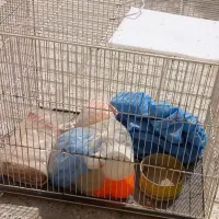 قفس پرنده و حیوان