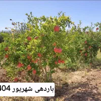 باغ انار تجاری و تفریحی در رودخانه حسن آباد دهزمین|فروش خانه و ویلا|ششتمد, |دیوار