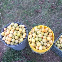 آلوچه شیرین بدون کرم خورشتی شیرین بزرگ