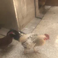 خروس محلی درشت مرغ گیر