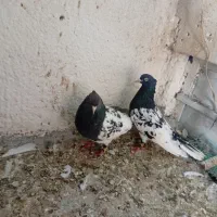 کبوتر|پرنده|مشهد, کشف|دیوار