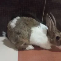 خرگوش نر|موش و خرگوش|بندر ماهشهر, |دیوار