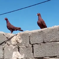 کبوتر